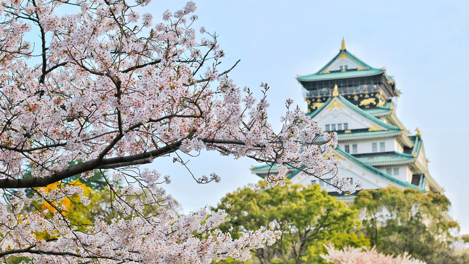 Cara Menikmati Sakura atau Bunga Sakura di Jepun 2023 - 2